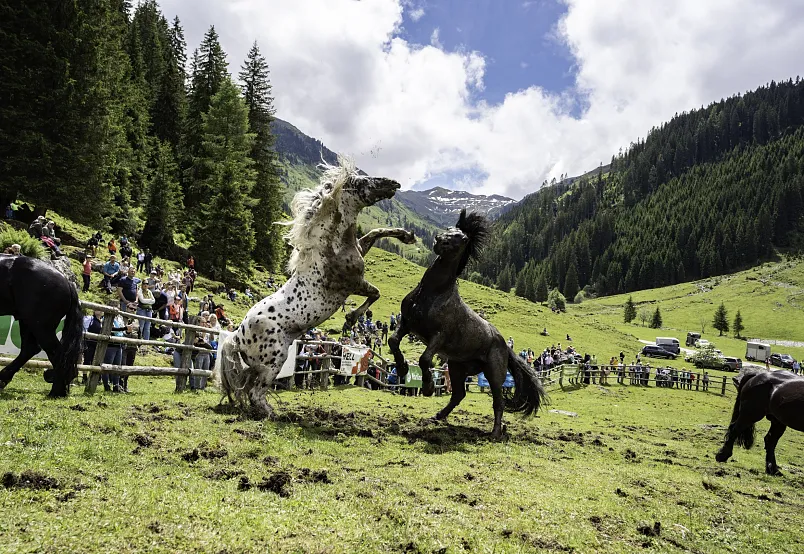 Two horses jump and play in a green alpine meadow surrounded by spectators and forested mountains in the background.