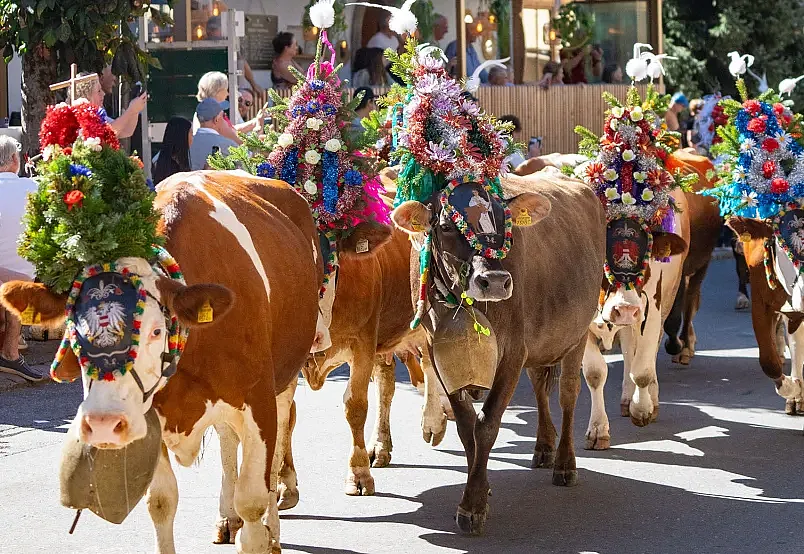Decorated cows parade through a street during a festival in Tirol, with people watching in the background.