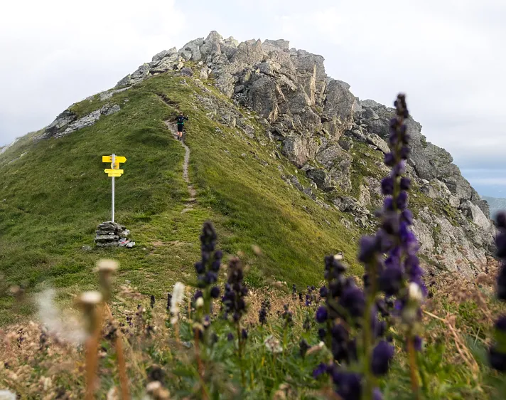 Blick auf einen Bergpfad in den Alpen mit Wegweisern, umgeben von Blumen und Grünflächen. Ein Wanderer ist auf dem Pfad unterwegs.