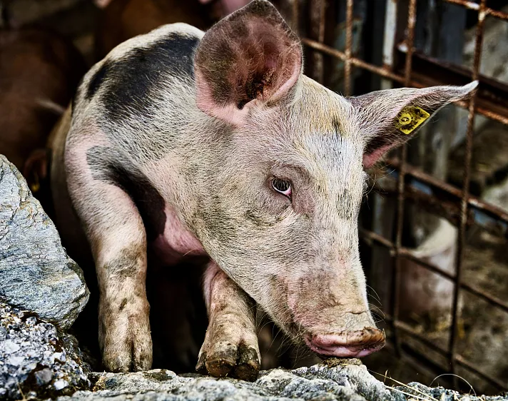 Ferkel mit Schlappohr in einem Gehege neben Steinen.