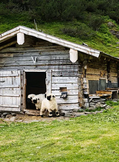Zwei Schafe stehen vor einer Holzhütte auf einer grünen Wiese in den Alpen.