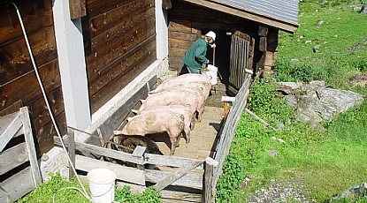 Herderin Karola voert de varkens